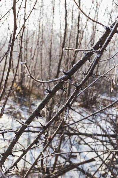 Βελόνες ακακακίας καλυμμένες με πάγο. Η φύση το χειμώνα. — Φωτογραφία Αρχείου