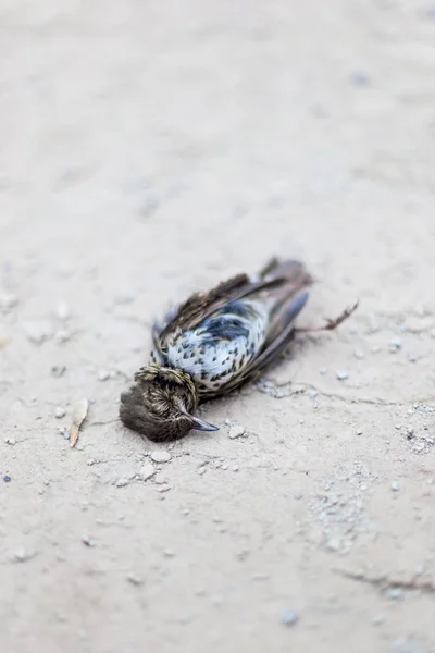 Pássaro morto no chão de concreto — Fotografia de Stock