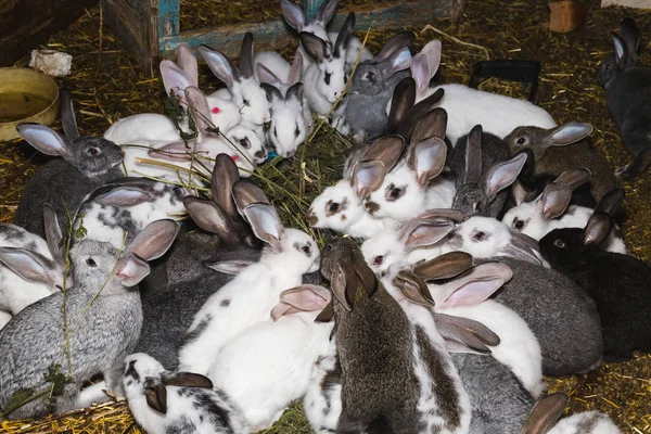 La cría de un gran grupo de conejos en un pequeño cobertizo . — Foto de Stock