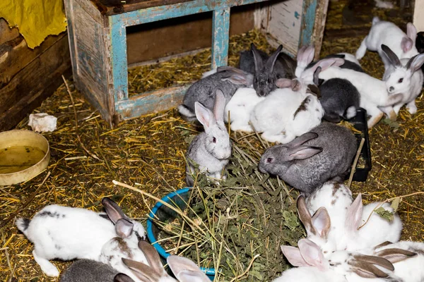 Breeding a large group of rabbits in a small shed. — Stock Photo, Image