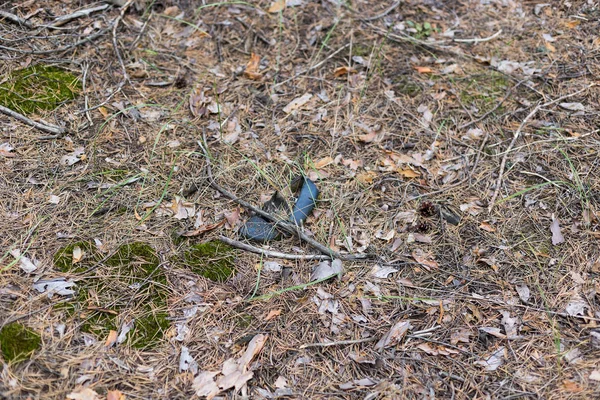 Starý ztratila jednu botu v borovém lese. — Stock fotografie