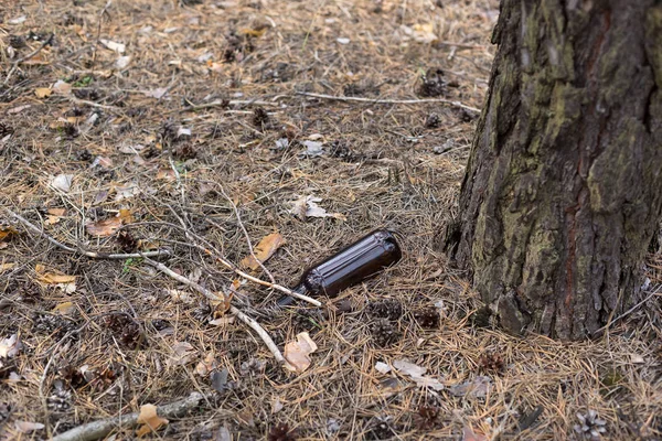 Bottiglia di vetro marrone a terra in una pineta . — Foto Stock