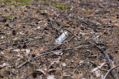 Bir çam ormanında yerde beyaz plastik şişe.