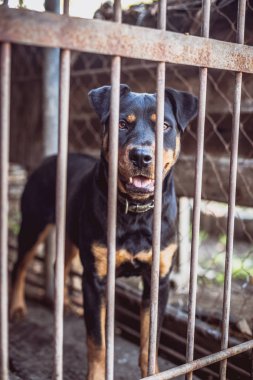 Rottweiler eski bir kuşhanede. Tonlanmış, tarz fotoğrafı.