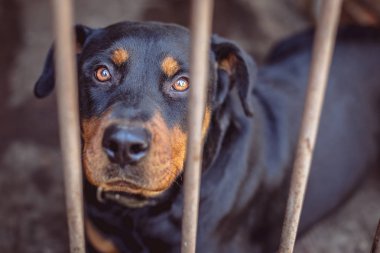 Rottweiler eski bir kuşhanede. Tonlanmış, tarz fotoğrafı.