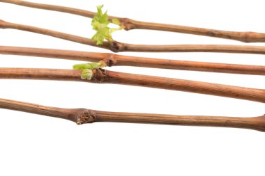 Sarmaşık üzüm fidanları büyüyen süreci.