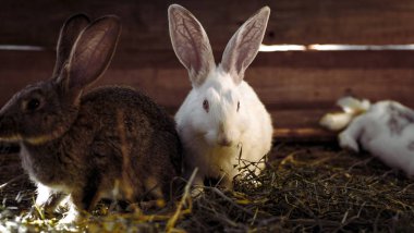 Küçük bir kulübede tavşan büyük bir grup ıslahı.