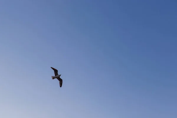 Mewa na tle błękitnego nieba — Zdjęcie stockowe