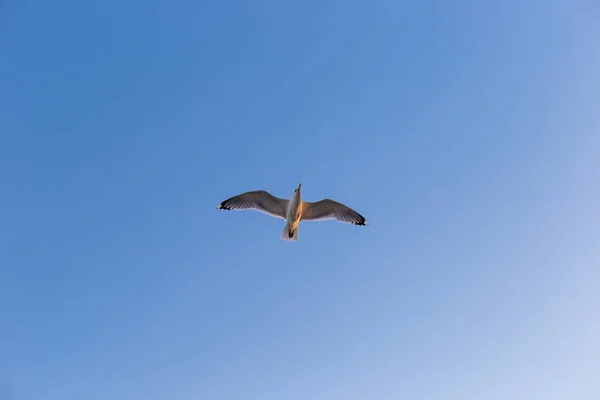 Gaivota em um fundo de céu azul — Fotografia de Stock