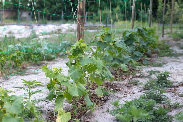 Weinig onrijpe komkommers in een landelijke tuin — Stockfoto