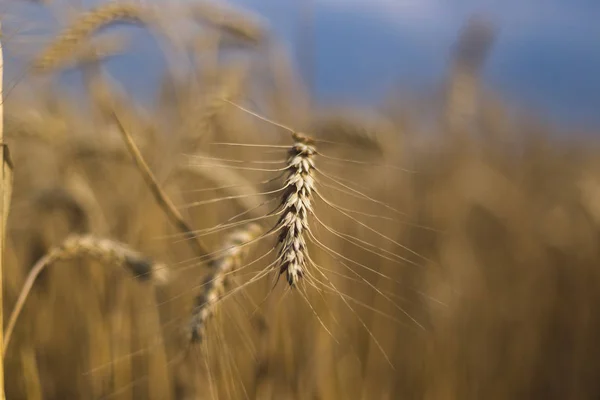 Blé sur le terrain. Plante, nature, seigle. Champs ruraux d'été — Photo