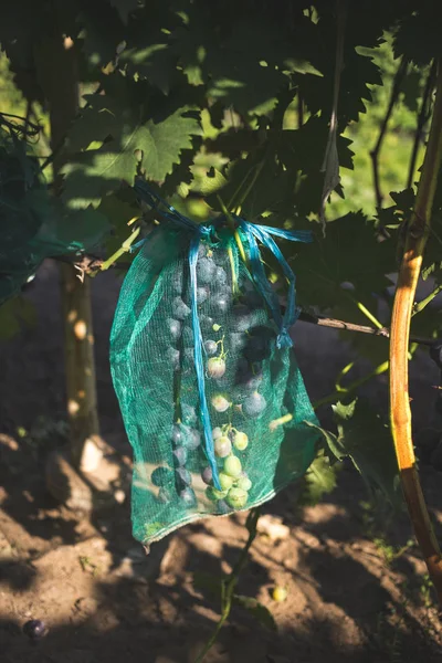 Ágon lógó, finom szemeteszsákkal ellátott érett szőlő — Stock Fotó