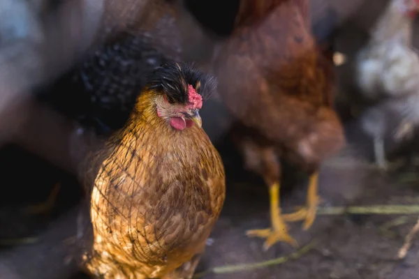 Kippen op de boerderij. Getonen, stijl, kleurenfoto. — Stockfoto