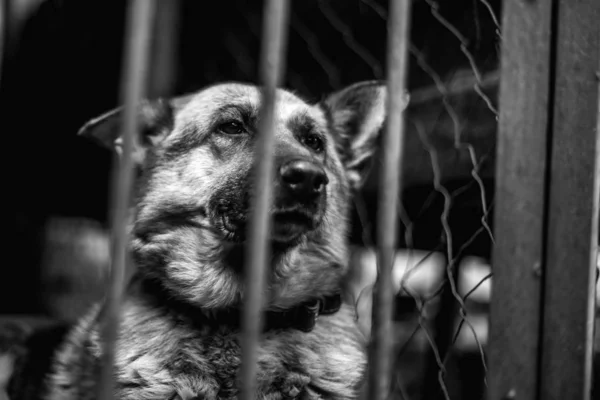 Een grote trieste herder in een oude volière. — Stockfoto