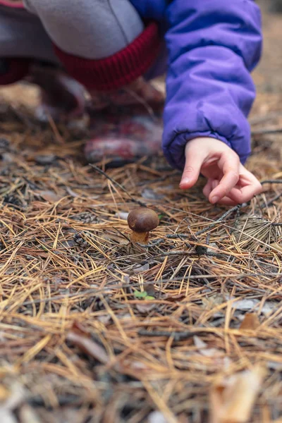 Ein Kind versucht im Wald essbare Pilze zu sammeln. — Stockfoto