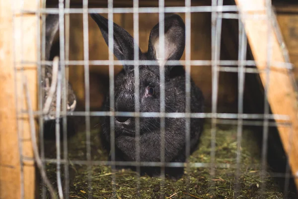Разводят кроликов. Кролики на ферме в деревянной клетке. Кролики в — стоковое фото