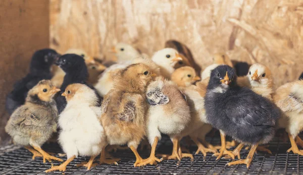 Çiftlikte bir Brooder küçük tavuk