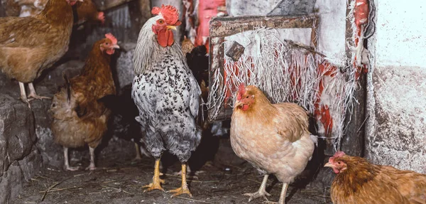 Pollos en la granja. Tonificado, estilo, color foto — Foto de Stock