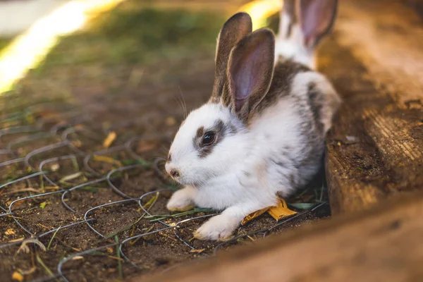 Breeding a large group of rabbits in a small shed. — Stock Photo, Image