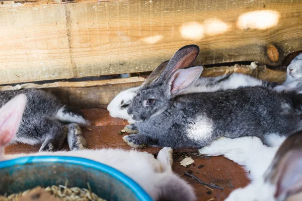 Criando um grande grupo de coelhos em um pequeno galpão . — Fotografia de Stock