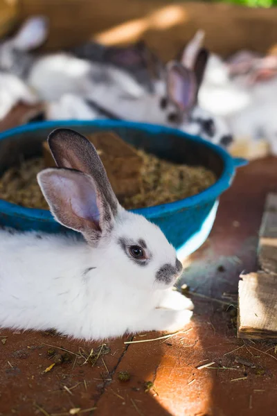 Breeding a large group of rabbits in a small shed. — Stock Photo, Image