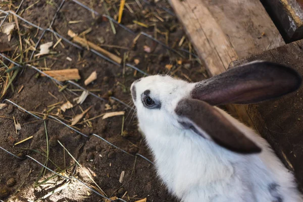 Breeding a large group of rabbits in a small shed. — Stock Photo, Image