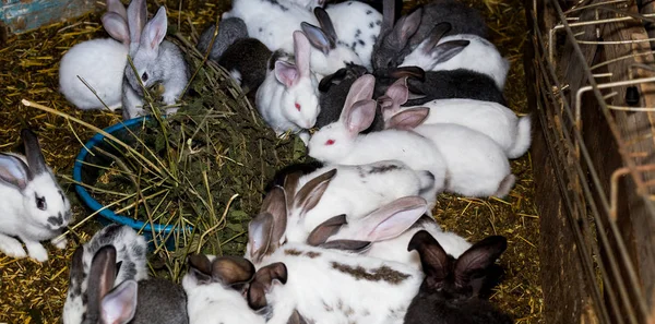 Fokken van een grote groep konijnen in een kleine schuur. — Stockfoto