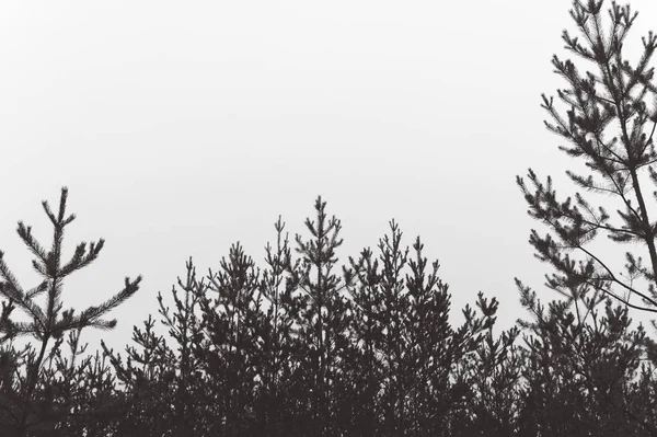 Silueta de un bosque de pinos y cielo. Lugar para el texto. —  Fotos de Stock