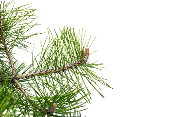 Spruce branch with young cones isolated on white background Royalty Free Stock Photos