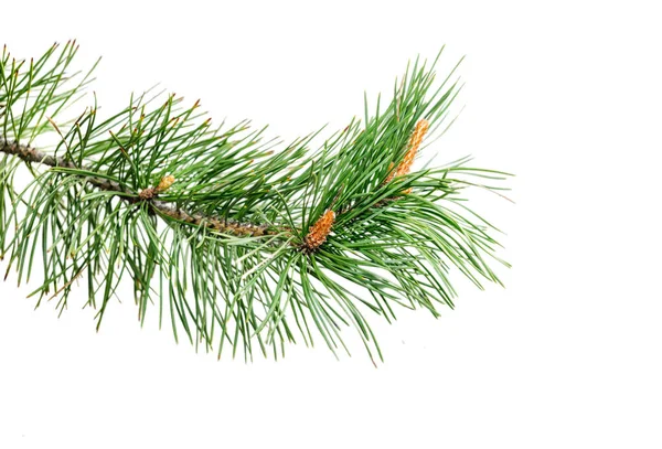 Spruce branch with young cones isolated on white background — Stock Photo, Image