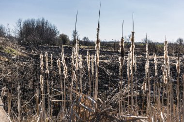 Kavrulmuş kamış tarlası. Dikkatsiz ateş etme sonucu oldu. İnsan doğayla temasın sonucu..