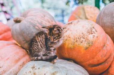 Bir yığın balkabağının üzerinde oturan sevimli gri kedi yavrusu..