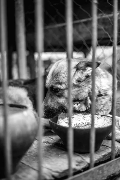 Big Sad Shepherd Old Aviary Monochrome Photo — Stock Photo, Image