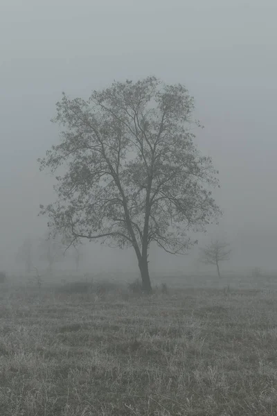 Paysage Automne Avec Des Arbres Dans Brouillard Épais Gel Sur — Photo