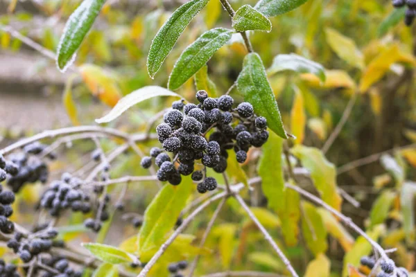 Trujące Czarne Jagody Zwane Ligustrum Vulgare Pokryte Mrozem — Zdjęcie stockowe