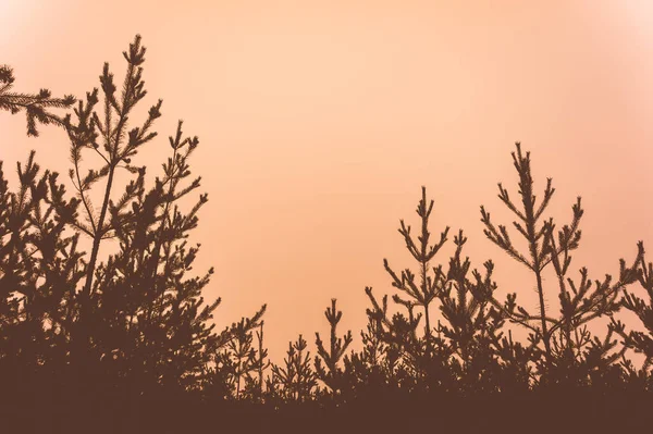 Silueta Bosque Pinos Cielo Lugar Para Texto —  Fotos de Stock