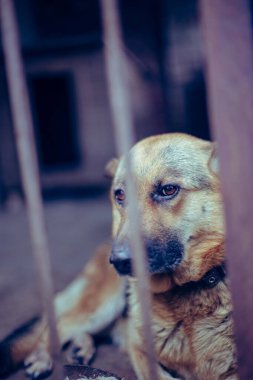Yaşlı bir kuşhanede büyük üzgün bir çoban. Tonlanmış, tarz fotoğrafı.