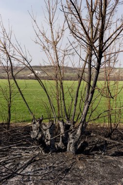 Ön planda yanmış bir bölge ve arka planda yeşil bir alan. Dikkatsiz ateş etme sonucu oldu. İnsan doğayla temasın sonucu..