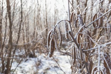 Akasya tohumları stoklanmış. Kışın bitkiler.