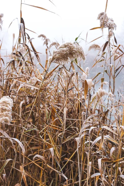 Reed Pelo Rio Coberto Com Hoarfrost — Fotografia de Stock