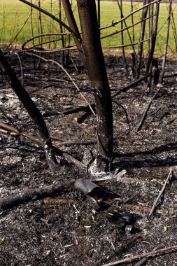 Yerde küllerle çevrili cam şişe. Orman yangını. Çevre kirliliği. Dikkatsiz ateş etme sonucu oldu. İnsan doğayla temasın sonucu..