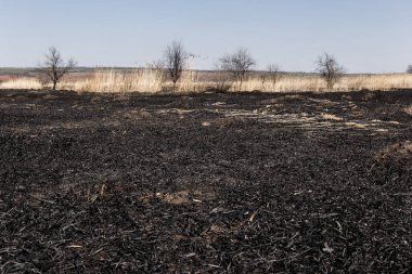 Kavrulmuş kamış tarlası. Dikkatsiz ateş etme sonucu oldu. İnsan doğayla temasın sonucu..