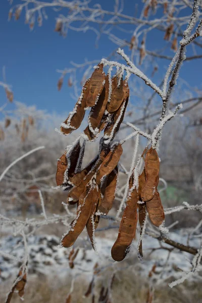 Akaziensamen Mit Raureif Bedeckt Pflanzen Winter — Stockfoto