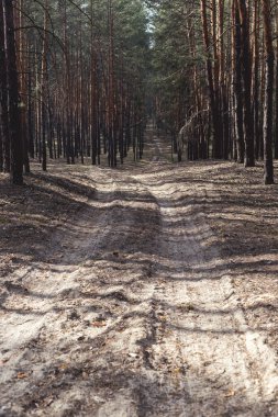 Çam ormanındaki köy yolu. Sabahları kozalaklı bahar ormanları.