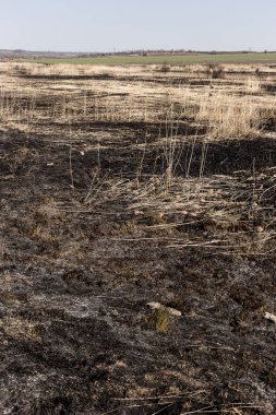 Kavrulmuş kamış tarlası. Dikkatsiz ateş etme sonucu oldu. İnsan doğayla temasın sonucu..
