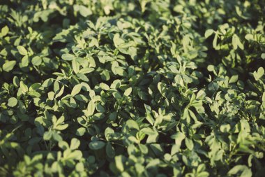 Batan güneşin ışığında yonca tarlasının bir parçası.