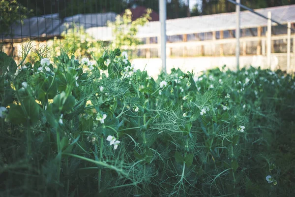 庭で熟していない緑のエンドウ豆 緑のエンドウ豆の開花 田舎で成長しているエンドウ豆 ホームガーデニングのコンセプト — ストック写真