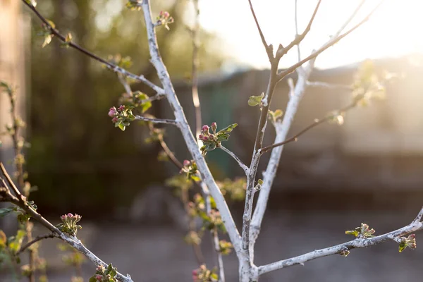 Ramo Florescente Uma Árvore Maçã Jovem Fundo Pôr Sol — Fotografia de Stock