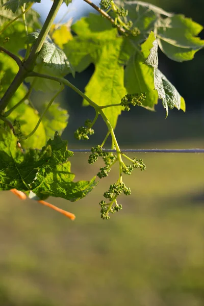 Racimo Uvas Verdes Jóvenes Inmaduras Sobre Fondo Puesta Sol —  Fotos de Stock