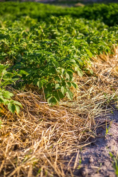 Young potato bushes mulched with straw at sunset